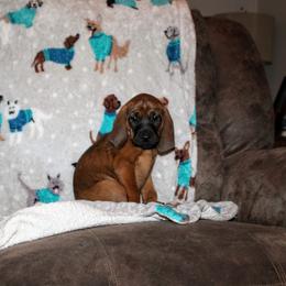 Redbone Coonhound Puppies from Reedy Creek Redbones