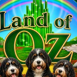 Bernedoodles from Land of OZ Bernedoodles