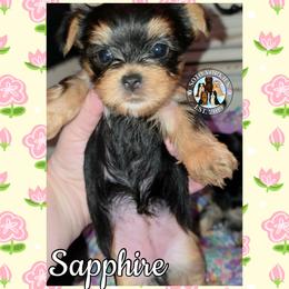 Sapphire - Black and tan female Yorkshire Terrier puppy in London, Kentucky from Soto Yorkies