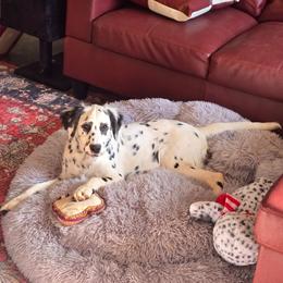 Pixie (NN LUA Longcoat) - White and black female Dalmatian puppy in Salem, Missouri from Paradise Spots Dalmatians