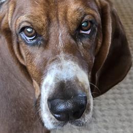 Basset Hounds from S&S American Bassets