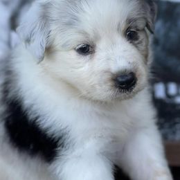 Australian Cattle Dogs and Working Dog Crosses from Alsup Farms and Cattle Dogs