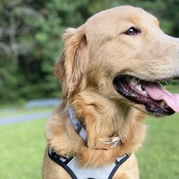 Golden Retrievers from Hathhorn Family Goldens