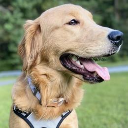 Golden Retrievers from Hathhorn Family Goldens