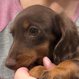 Gage - Chocolate and tan male Dachshund puppy in Shawnee, Oklahoma from Magic Eagle Miniature Dachshunds