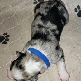 Australian Shepherd Puppies from Heaven Scent Aussies