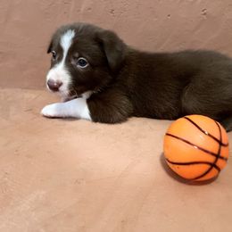 Border Collie Puppies from Poteet Pups