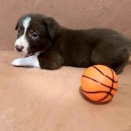 Border Collie Puppies from Poteet Pups