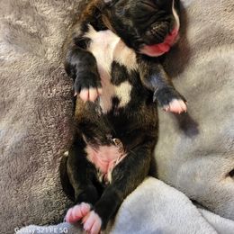 Boxer Puppies from Winchester Boxers