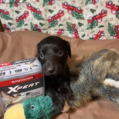 Merlin - Chocolate male Boykin Spaniel puppy in Van Buren, Arkansas from Arklahoma Boykins
