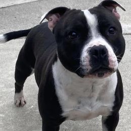 Stella  - Staffordshire Bull Terrier