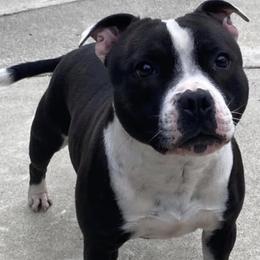Stella  - Staffordshire Bull Terrier