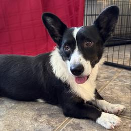 Jasmine - Black and white female Cardigan Welsh Corgi puppy in Omaha, Arkansas from DnD Corgis