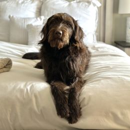 Mollie - Labradoodle