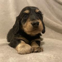 Ross - Black and cream Dachshund puppy in Chicago, Illinois from A&M Dachshund Den