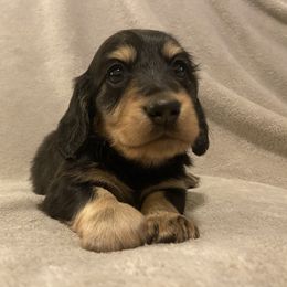 Ross - Black and cream Dachshund puppy in Chicago, Illinois from A&M Dachshund Den