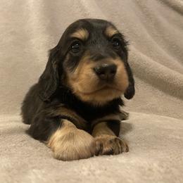 Ross - Black and cream Dachshund puppy in Chicago, Illinois from A&M Dachshund Den