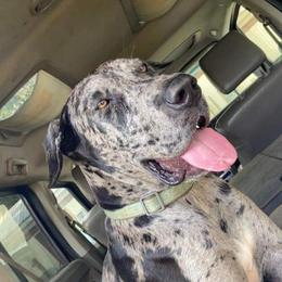 June - Great Dane