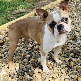 Crepe - Boston Terrier