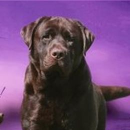 Chip - Labrador Retriever