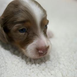 Acorn - Dapple male Dachshund puppy in Mansfield, Missouri from Owens Farm