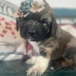 Saint Berdoodle puppies from Brewer's Doodles and French Bulldogs