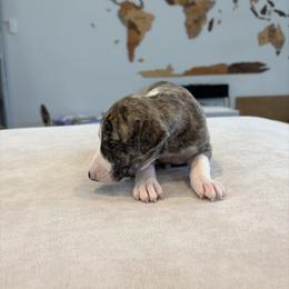 Wednesday - Fawn brindle female Whippet puppy in Fort Myers, Florida from Rainbow Whippets