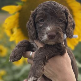 Australian Labradoodles from Kismet Labradoodles