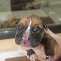 Boy 4 - Fawn male Boxer puppy in Ennis, Montana from Vintage Boxers
