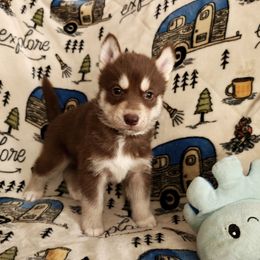 AKC Axel - Red and white male Siberian Husky puppy in Cedarville, Ohio from Evereve Kennels