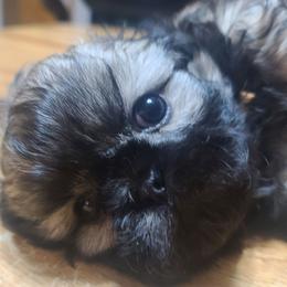 Puppy 2 - Black and tan male Shih Tzu puppy in Belleville, Michigan from Patricia's Heavenly Earth Angels