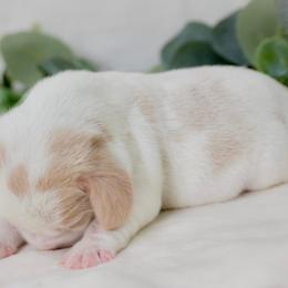 Beagle Puppies from BEARs Beagles