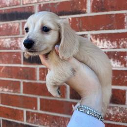 Black Collar Male - Cream male Dachshund puppy in Grandview, Texas from LF & Co Dachshunds