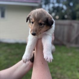 Ms. Green - Sable female Collie puppy in Tallahassee, Florida from Lampost Kennels