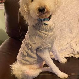 Aussiedoodle, Double Doodle, Goldendoodle, and Poodle All Grown Up from Hope’s Doodles