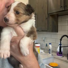 STARLA - White and sable female Shetland Sheepdog puppy in Canton, Texas from 2kg Shelties