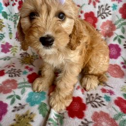 Tally - Apricot Cavapoo puppy in Howe, Oklahoma from Cuddly Cavapoos