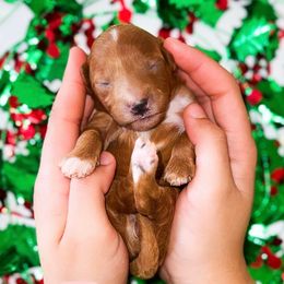 Eve - Red  female Goldendoodle puppy in Kissimmee, Florida from Poodle Doodle Kennels