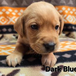 Boy 1 - Yellow male Labrador Retriever puppy in Potosi, Wisconsin from Point and Flush Gun Dogs