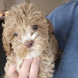Chuck - Buff male Cockapoo puppy in Galena, Illinois from Perry's doodles