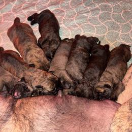 Boy 4 - Brindle male Mastiff puppy in Carthage, Missouri from Mama’s Mastiffs