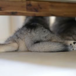 Siberian Husky Puppies from SoFlo Siberians