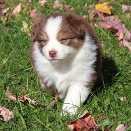 Martha - Red tri-color female Australian Shepherd puppy in Springville, New York from RisingStar Australian Shepherds