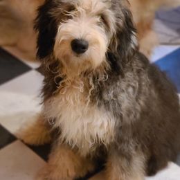 Indy - Bernedoodle