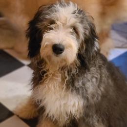 Indy - Bernedoodle
