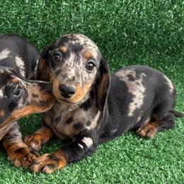 Frannie - Dapple female Dachshund puppy in Hawley, Texas from Foxy’s Dachshunds & Toy Aussies