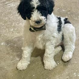 Quickie - Parti female Labradoodle puppy in Craig, Nebraska from Top Knot Companions Poodles and Labradoodles