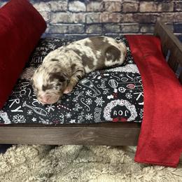 Haven - Red merle female Australian Shepherd puppy in West Union, Iowa from Boundless Hearts Australian Shepherds LLC