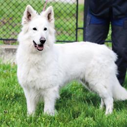 Zuleika - Berger Blanc Suisse