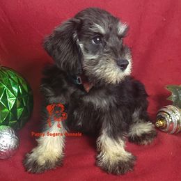 Boy 2 - male Miniature Schnauzer puppy in Fairhope, Alabama from Puppy Sugars Kennels